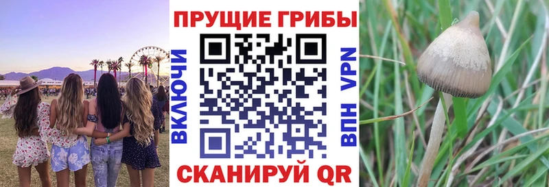 Галлюциногенные грибы Psilocybe Учалы